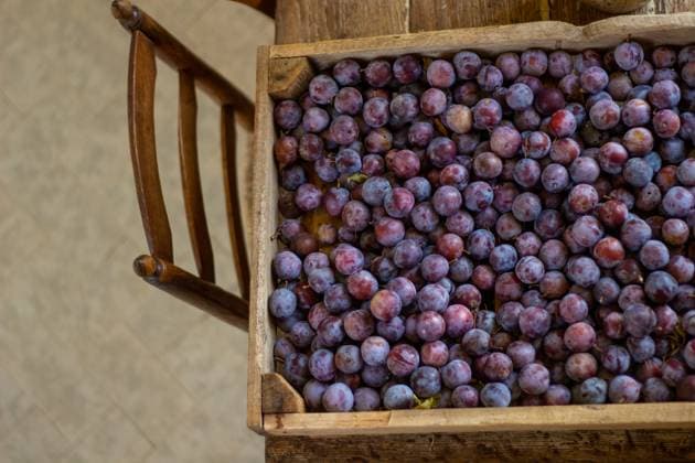 IMAGO Creative, Jahreszeit Sommer, Food, Pflaume Plum harvest on a wooden table in the kitchen during the summer Bourges, Centre-Val de Loire, France R_WCUQ250401-1694713-01