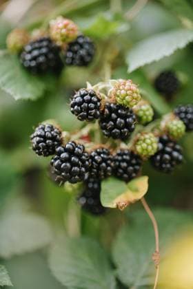 Ripe and unripe blackberries (Rubus fruticosus) on the vine Duncan, British Columbia, Canada R_ABWG250401-1697807-01