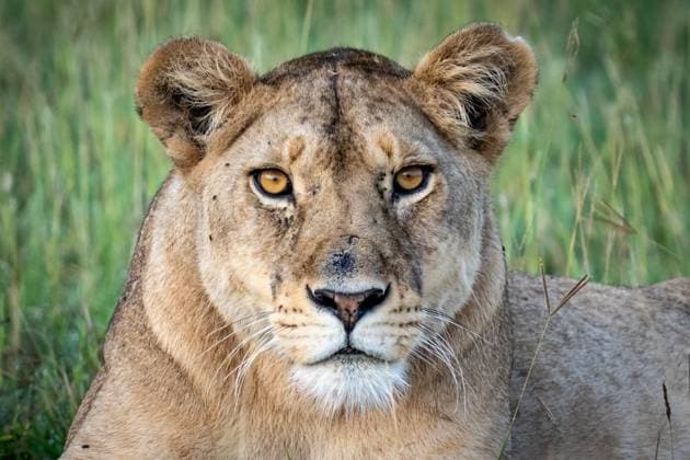 Serengeti , Tanzania Ikoma Tanzania Copyright: xEdwinxRemsbergx xVWPicsx ere_remsberg25011470890