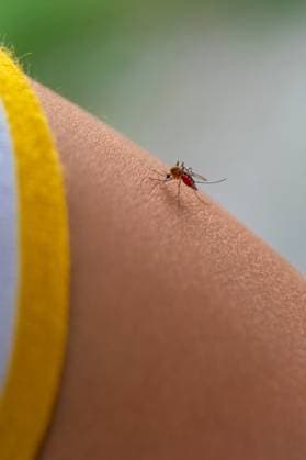 A mosquito on a child hand. Selective focus. kid. , 57755354.jpg, mosquito, bite, kid, child, medical, insect, dengue, bug, sting, medicine, health, pain, summer, virus, skin, repellent, spray, malaria, human, hand, disease, arm, blood, girl, baby, copy space, banner, chikungunya, people, allergy, tropical, itchy, protection, sucking, itch, fever, rash, care, scratch, background, toddler, red, nature, childhood, mosquitoes, dermatitis, help, boy, allergic, little RECORD DATE NOT STATED