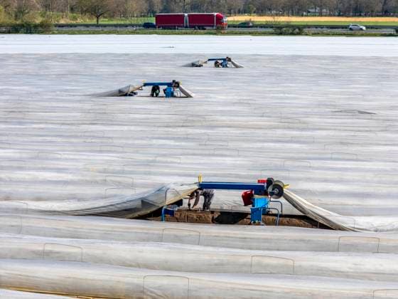 News Themen der Woche KW14 News Bilder des Tages defaultSpargelernte am Niederrhein, bei Wesel, Spargelfeld unter Thermofolie, zum schnelleren Wachstum, auch bei kalten Wetterbedingungen, mit Hilfe einer Spargelspinne stechen die Erntehelfer den Spargel, die Maschine hebt den Folientunnel an und nach dem stechen legt sie die Plastikfolie wieder auf den Spargeldamm, NRW, Deutschland, Spargelernte *** defaultAsparagus harvest on the Lower Rhine, near Wesel, asparagus field under thermo foil, for faster growth, even in cold weather conditions, with the help of an asparagus spider the harvesters prick the asparagus, the machine lifts the foil tunnel and after pricking it puts the plastic foil back on the asparagus stem, NRW, Germany, asparagus harvest