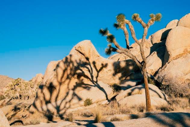 Kalendermotive: Joshua Tree National Park Joshua tree casting a shadow on large boulders under a clear blue sky. Joshua Tree National Park, CA, USA California USA sape00999 Copyright: xConnectxImagesx