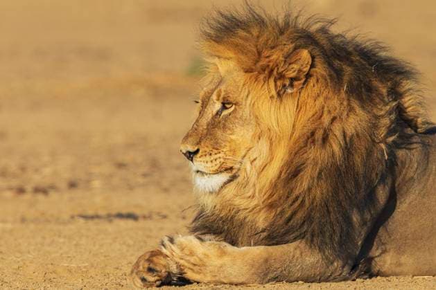 Black-maned lion male resting in the morning sun of the Kalahari Desert, southern Africa  Copyright: xKenxArcherx x NA02 KAR3126