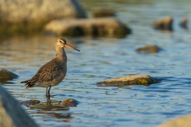 Hudsonian godwit pauses a small creeks edge in the arctic habitat in Northern Manitoba  Copyright: xKenxArcherx x NA02 KAR3309