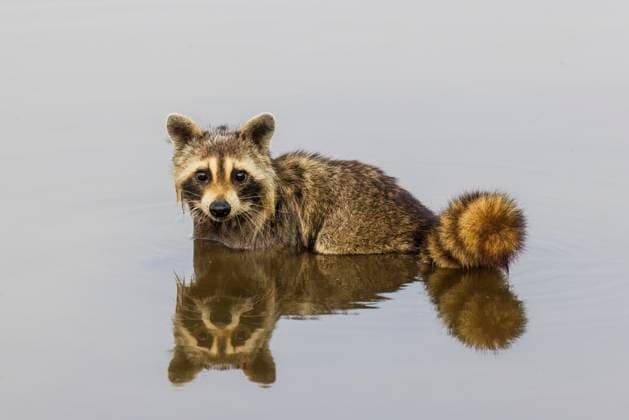 Raccoon feeding in wetland, Marion County, Illinois.  Copyright: xDaybreakxImageryx x US14 RDY3743