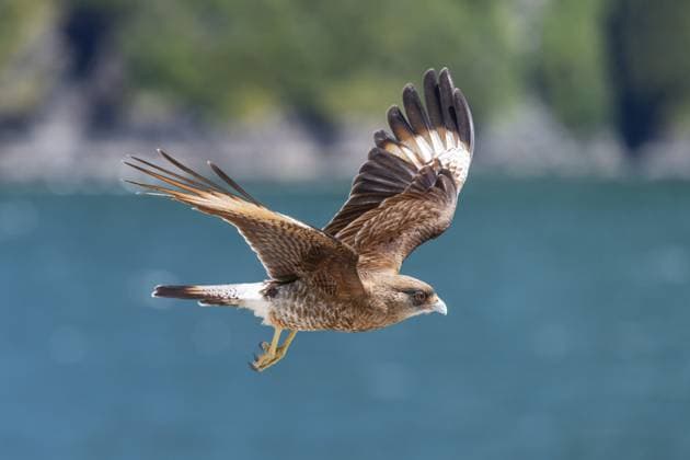 Wanderfalke (Falco peregrinus) im Flug mit ausgebreiteten Flügeln nahe Caleta Gonzalo, Nationalpark Pumalin-Douglas Tompkins, Chaiten, Region Los Lagos, Patagonien, Chile, Südamerika Peregrine Falcon (Falco peregrinus) in flight with outstretched wings near Caleta Gonzalo, Pumalin-Douglas Tompkins National Park, Chaiten, Los Lagos region, Patagonia, Chile, South America Copyright: imageBROKER OliverxGerhard ibxoge13094746.jpg