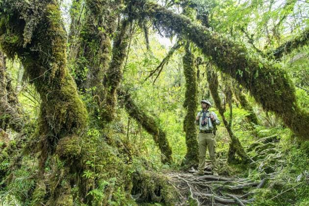 Ein Mann mit Rucksack beim Wandern steht im Urwald unter Bäumen, die von Moos und Flechten bedeckt sind, Nationalpark Pumalin-Douglas Tompkins, Chaiten, Region Los Lagos, Patagonien, Chile, Südamerika A man with a rucksack hiking in the jungle under trees covered with moss and lichen, Pumalin-Douglas Tompkins National Park, Chaiten, Los Lagos region, Patagonia, Chile, South America Copyright: imageBROKER OliverxGerhard ibxoge13094752.jpg