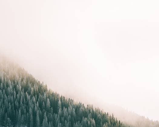 Swedish forest tops of trees on a misty morning in the mountains Åre, Jamtland County, Sweden CR_RABE250412B-1693057-01