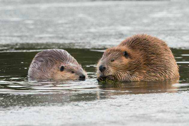 Adult beaver forages along with a youngster in an opening in the ice  Copyright: xKenxArcherx x NA02 KAR3294