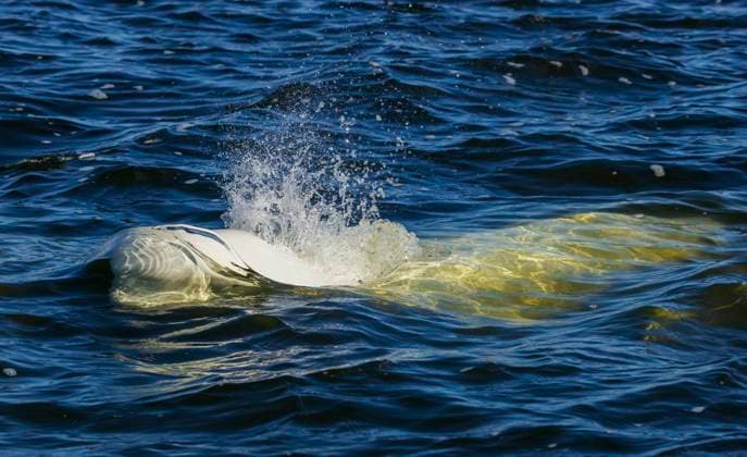 Beluga whale surfacing in Hudson Bay, Manitoba  Copyright: xKenxArcherx x NA02 KAR3301