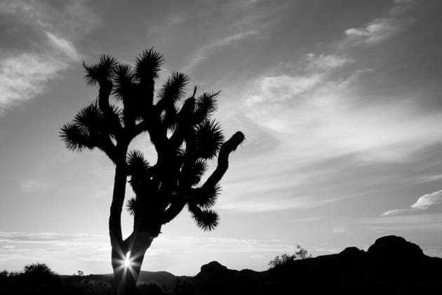 Kalendermotive: Joshua Tree National Park California, Joshua Tree National Park. Joshua Tree silhouette at sunrise  Copyright: xJamiexandxJudyxWildx x US05 JWI0713