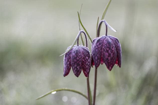 Creative Highlights World Schachbrettblume (Fritillaria meleagris), Emsland, Niedersachsen, Deutschland, Europa Snake s Head Fritillary (Fritillaria meleagris), Emsland, Lower Saxony, Germany, Europe Copyright: imageBROKER ErhardxNerger ibxenh13135476.jpg
