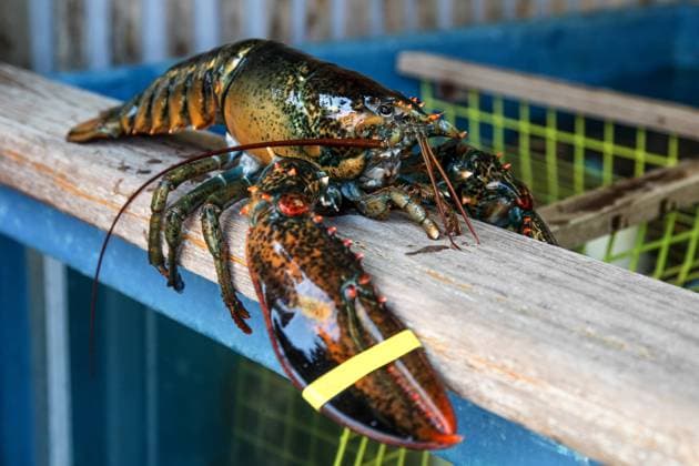 Großer Hummer Big over 3 pound lobster (License=RF) Copyright: xZoonar.com MiroxVrlikxPhotographyx 4880731