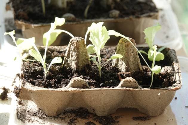 Lactuca sativa, Kopfsalat, lettuce, nach Pflanzung, after planting Lactuca sativa, Kopfsalat, lettuce, nach Pflanzung, after planting (License=RF) Copyright: xZoonar.com PeterxHimmelhuberx 23170701