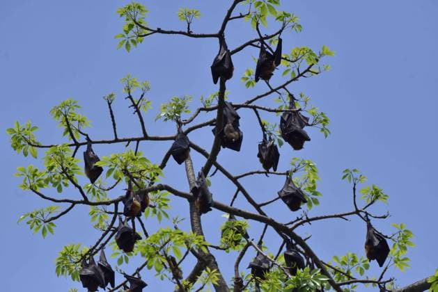 Creative Highlights World India Wildlife Bats rest on trees in Nagaon District of Assam, India, on April 18, 2025. Nagaon India  Copyright: xAnuwarxHazarikax originalFilename: hazarika-notitle250418_npZGI.jpg