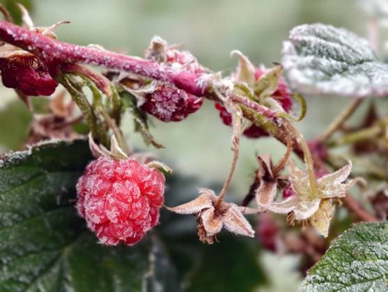 IMAGO Creative, Jahreszeit Herbst auf dem Land Makroaufnahme einer Everbearing Himbeere mit Beeren im Morgenfrost. Makroaufnahme einer Everbearing Himbeere mit Beeren im Morgenfrost. (License=RF) Copyright: xZoonar.com SergxZastavkinx(SergeyxPristyazhnyuk)x 23190797