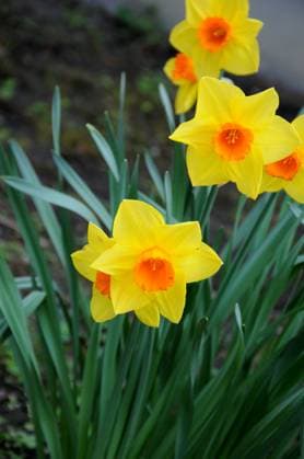 Copenhagen, Denmark 21 APRIL 2025 .Daffodils flowers in tiny garden and spring weather in capital Copenhagen. (Photo.Francis Joseph Dean Dean Pictures)( not for commerical use only for editorial use)