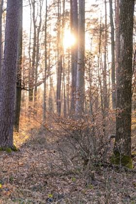 IMAGO Creative, Jahreszeit Herbst auf dem Land Strahlendes Sonnenlicht bricht durch hohe Bäume im herbstlichen Wald, Calw, Schwarzwald, Deutschland, Europa Bright sunlight breaking through tall trees in autumn forest, Calw, Black Forest, Germany, Europe Copyright: imageBROKER ManuelxKamuf ibxmlk12966250.jpg