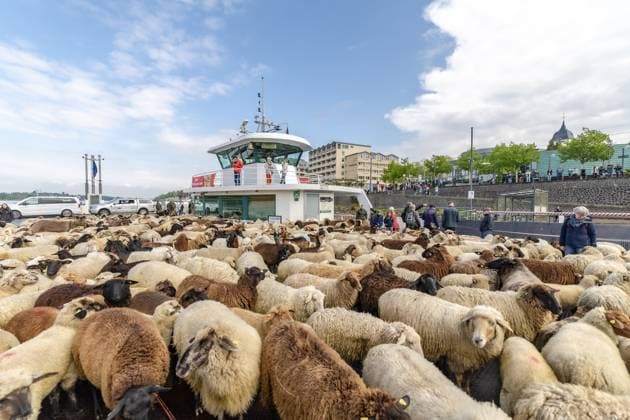 Bilder des Jahres 2025, News 04 April News Themen der Woche KW17 News Bilder des Tages Schafherde überquert mit Fähre über den Rhein - Bonn, 22.04.2025 Eine Wanderschafherde am Bonner Rheinufer. Unter der Leitung von Schäfer Johannes Bois zieht die Herde bestehend aus rund 500 Schafe, Ziegen und vier Esel von der Bonner Rheinaue nach Mehlem, wo sie mit der Rheinfähre nach Königswinter übersetzen. Von dort geht es Richtung Köln zu weiteren Weideplätzen. Bonn Mehlem NRW Deutschland *** Flock of sheep crosses the Rhine by ferry Bonn, 22 04 2025 A flock of migrating sheep on the banks of the Rhine in Bonn Under the leadership of shepherd Johannes Bois, the flock of around 500 sheep, goats and four donkeys moves from the Bonn Rheinaue to Mehlem, where they take the Rhine ferry to Königswinter From there they head towards Copyright: xBonn.digitalx xMarcxJohnx