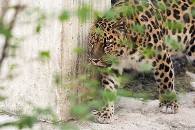 Entertainment Themen der Woche KW17 Entertainment Bilder des Tages RUSSIA, MOSCOW - APRIL 22, 2025: An Amur leopard is seen at Moscow Zoo. Sofya Sandurskaya TASS  80044754