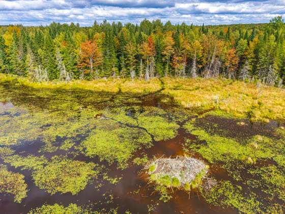 Creative Highlights World Aerial view of a Beaver Lodge in a scenic wetland in Maine, USA, Chester Maine United States SMAF03075
