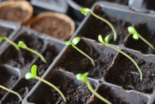 Cucumber Plant Seedlings Cucumber plant seedlings are grown for preparation for spring season planting in Toronto, Ontario, Canada, on April 23, 2025. Toronto Ontario Canada  Copyright: xCreativexTouchxImagingxLtdx originalFilename: friedman-cucumber250423_npOi6.jpg