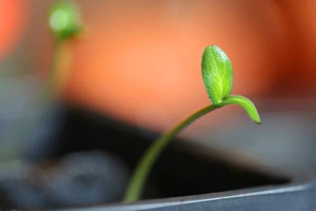 Cucumber Plant Seedlings Cucumber plant seedlings are grown for preparation for spring season planting in Toronto, Ontario, Canada, on April 23, 2025. Toronto Ontario Canada  Copyright: xCreativexTouchxImagingxLtdx originalFilename: friedman-cucumber250423_npys6.jpg