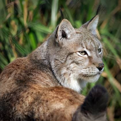 Moves to return lynx to British countryside brought forward with creation of new semi wild habitat Story from Jam Press (Lynx Return) Pictured: Lynx spotted in the British countryside. Moves to return lynx to British countryside brought forward with creation of new semi wild habitat Moves to return lynx to the British countryside have been brought forward with the creation of a new rewilding habitat. Wildwood Trust - a British conservation charity known for releasing bison into the wild in the UK - is creating an area for the big cats to live and possibly breed. They hope the new space will help shift public perception and build momentum for lynx to return to the wild. Work has begun on the new enclosure. It will support future breed  Copyright: xJamxPress WildwoodxTrust