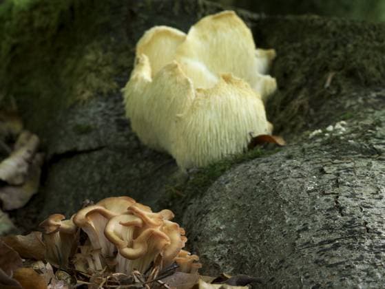 Anis-Zähling, Lentinellus cochleatus und Igelstachelbart, Hericium erianceus 4-9-19 066 *** Aniseed Counting, Lentinellus cochleatus and Hedgehog goatee, Hericium erianceus 4 9 19 066