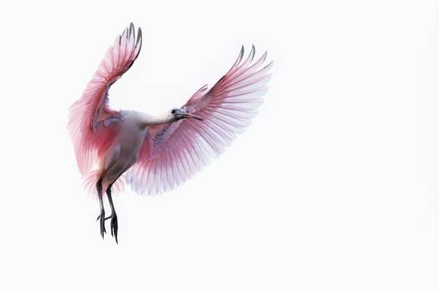 Entertainment Themen der Woche KW17 Entertainment Bilder des Tages April 24, 2025, St. Augustine, Florida, USA: A roseate spoonbill flies above the St. Augustine Alligator Farm Zoological Park s rookery in Florida on April 24, 2025. St. Augustine USA - ZUMAt161 20250424_znp_t161_004 Copyright: xRonenxTivonyx