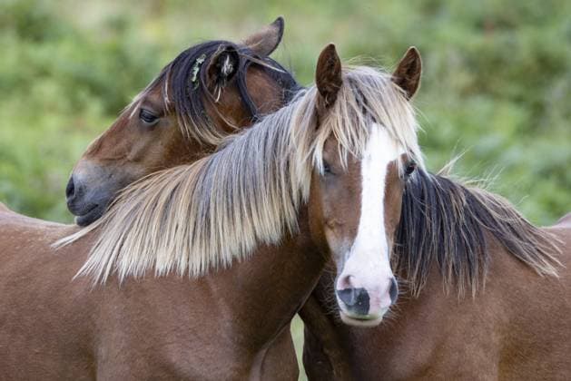Zwei braune Pferde mit markanten Mähnen stehen zutraulich eng zusammen am Rande des Snowdonia Nationalparks, Penmaenmawr, Dwygyfylchi, Caernarfonshire, Conwy County Borough, Wales, Großbritannien, Europa Two brown horses with distinctive manes stand trustingly close together on the edge of Snowdonia National Park, Penmaenmawr, Dwygyfylchi, Caernarfonshire, Conwy County Borough, Wales, United Kingdom, Europe Copyright: imageBROKER JanxTepass ibxjte12796639.jpg