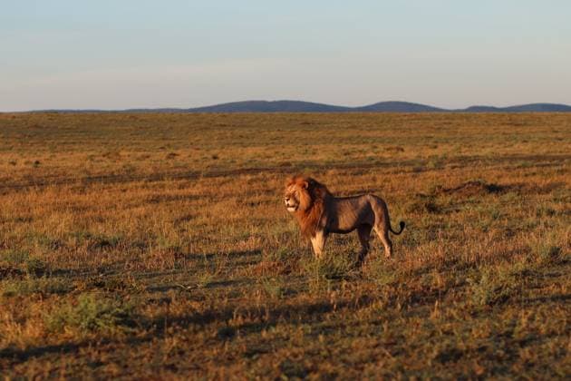Ein mächtiger Löwe steht stolz in der weiten afrikanischen Savanne, getaucht in das warme Licht der untergehenden Sonne, mit fernen Hügeln am Horizont *** a Mighty Leo is Proud in the wide African Savannah, submerged in the warm Light the sinking Sun, with remote Hills on Horizon 1127160299