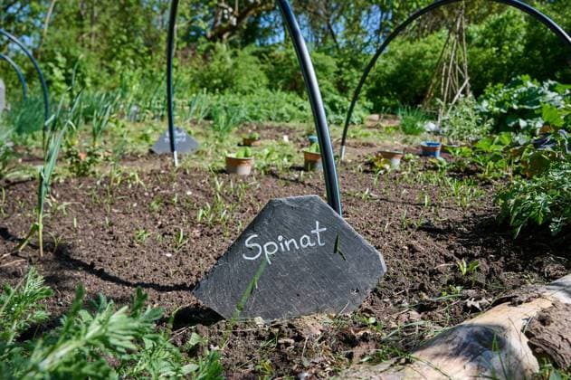 Garten Gemueseanbau Spinat Gemuesebeet mit jungen Spinatpflanzen. 26.4.2025 *** Garden Vegetable cultivation Spinach Vegetable patch with young spinach plants 26 4 2025