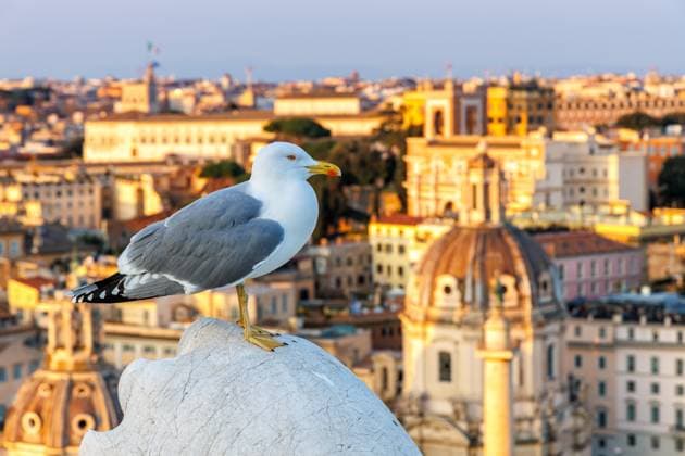 Möwe mit Skyline von Rom in Italien Rom, Italien - 6. März 2025: Möwe mit Skyline von Rom, Italien. *** Seagull with skyline of Rome in Italy Rome, Italy 6 March 2025 Seagull with skyline of Rome, Italy