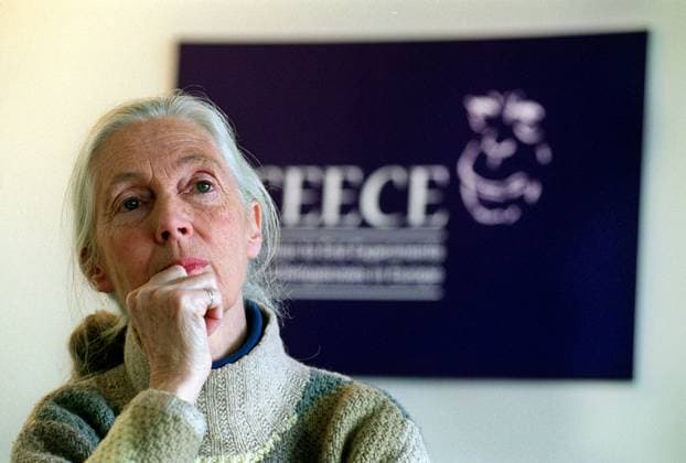 DR JANE GOODALL DR JANE GOODALL CALLS FOR A EU BAN ON EXPERIMENTS ON GREAT APES. Copyright: xANDYxPARADISEx DMGTCHPDPICT000409468787