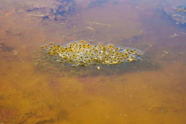 Creative Highlights World Froschlaich in brauner Pfütze Laich des Grasfrosches (Rana temporaria) im flachen Teich (License=RF) Copyright: xZoonar.com SandraAlkadox 23282371