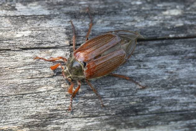 Maikäfer in Großaufnahme – faszinierende Details eines Frühjahrsboten Close-up of cockchafer - fascinating details of a spring messenger Copyright: imageBROKER JirixViehmann ibxjvi13350668.jpg