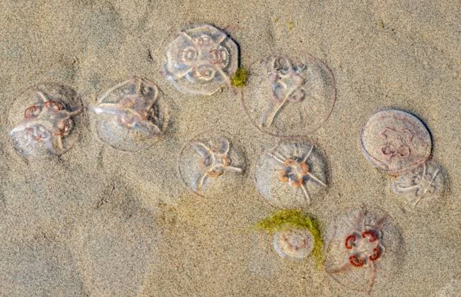 Creative Highlights World Quallen am Strand im Sonnenlicht. Jellyfish on the beach under the sunlight. (License=RF) Copyright: xZoonar.com DmitrixMarutax 23344805