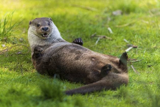 Ein Otter liegt auf dem Rücken, spielerisch auf einer grünen Wiese, Europäischer Fischotter (Lutra lutra), Deutschland, Europa An otter lying on its back, playfully on a green meadow, European otter (Lutra lutra), Germany, Europe Copyright: imageBROKER RonaldxWittek ibxron13362313.jpg