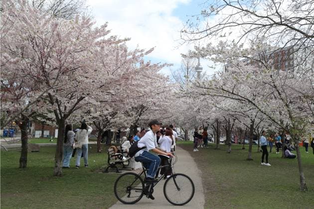 Cherry Blossoms In Toronto, Canada People walk under cherry blossoms at Trinity Bellwoods Park in Toronto, Ontario, Canada, on May 3, 2025. Toronto Canada  Copyright: xArrushxChoprax originalFilename: chopra-notitle250503_npaBu.jpg
