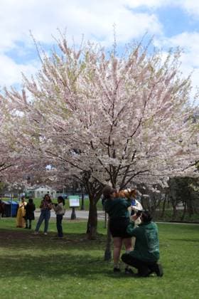 Cherry Blossoms In Toronto, Canada People take photos and videos under a cherry blossom tree at Trinity Bellwoods Park in Toronto, Ontario, Canada, on May 3, 2025. Toronto Canada  Copyright: xArrushxChoprax originalFilename: chopra-notitle250503_npPl0.jpg