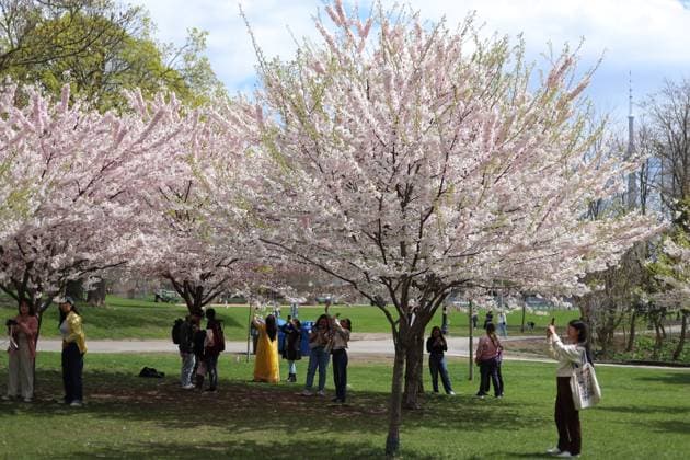 Cherry Blossoms In Toronto, Canada People take photos and videos of cherry blossom trees at Trinity Bellwoods Park in Toronto, Ontario, Canada, on May 3, 2025. Toronto Canada  Copyright: xArrushxChoprax originalFilename: chopra-notitle250503_npX1k.jpg