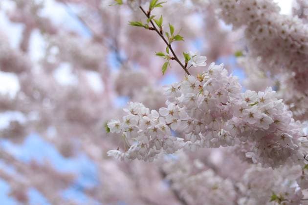 Cherry Blossoms In Toronto, Canada Cherry blossoms are seen at Trinity Bellwoods Park in Toronto, Ontario, Canada, on May 3, 2025. Toronto Canada  Copyright: xArrushxChoprax originalFilename: chopra-notitle250503_npxfJ.jpg
