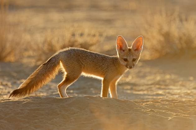 Creative Highlights World Kapfuchs im frühen Morgenlicht - Kalahari-Wüste A small Cape fox (Vulpes chama) in early morning light, Kalahari desert, South Africa (License=RF) Copyright: xZoonar.com NicoxSmitx 23260010