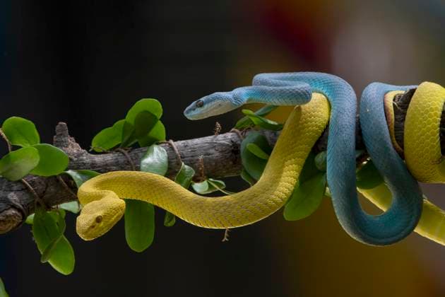 Yellow and blue viper coiled each other around a tree Jakarta, Jakarta, Indonesia CR_DIOE250502-1716784-01
