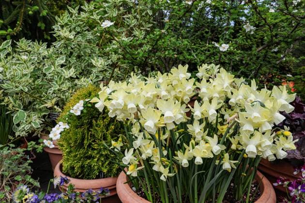 May 2, 2025, New York, New York, USA: The New York Botanical Garden is in full bloom, with vibrant beds of daffodils and other seasonal flowers planted to peak at different times throughout the yearÃ¢â‚¬offering visitors a dynamic, ever-changing landscape to enjoy each month. New York USA - ZUMAo116 20250502_znp_o116_056 Copyright: xBiancaxOterox