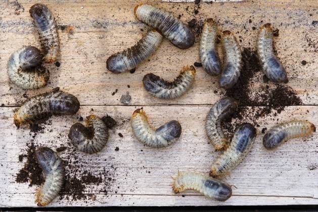 Engerling als Raupe - Schädling Käferlarve von Mailkäfer und Junikäfer *** Engerling as Caterpillar Pest beetle larva from Mail beetle and June beetle 1077406014