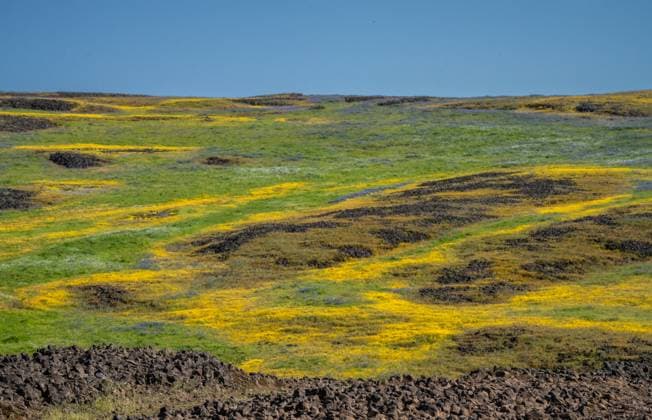 Creative Highlights World Hillside blanket of spring flowers Oroville, California, United States R_EWNY250506A-1720056-01