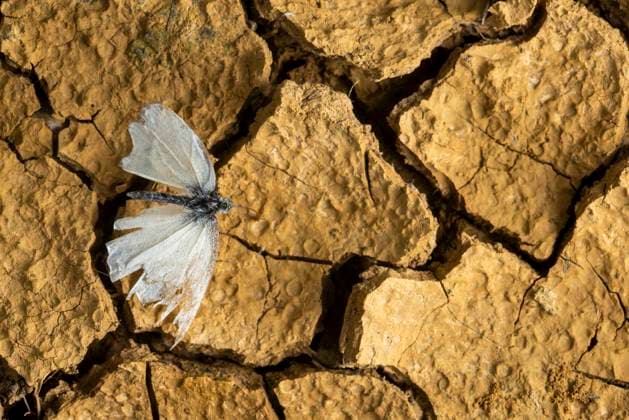 Creative Highlights World A delicate cabbage butterfly rests on cracked earth, symbolizing resilience and adaptation in a harsh environment. The dry, textured ground highlights nature contrasts. Model Released FranAlfonseca_ID28352_835425_034 Copyright: xFranxAlfonsecax