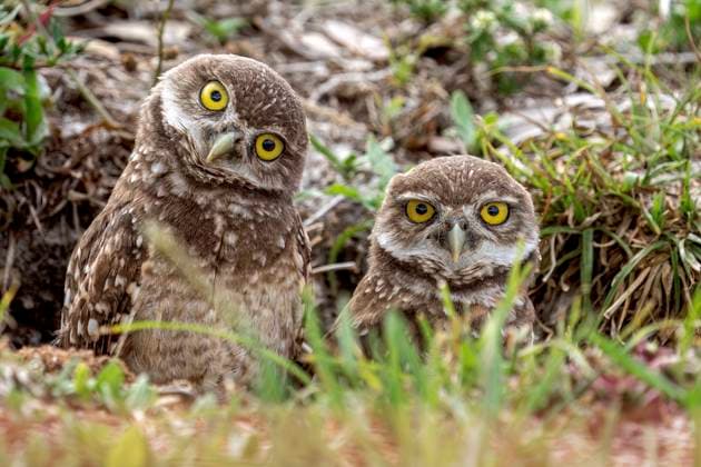 Creative Highlights World News Bilder des Tages May 11, 2025, Davie, Florida, USA: HAPPY MOTHER S DAY: Two burrowing owlets (Athene Cunicularia), also called the shoco, is a small, long-legged, primarily terrestrial, though not flightless species of owl native to the open landscapes of North and South America. Typically found in grasslands, rangelands, agricultural areas, deserts, or any other open, dry area with low vegetation. This pair are at the entrance to their burrow in Davie, on Mother s Day. These petite raptors are about the size of a soda can and are one of the few owl species that nest and roost in burrows, often digging them or taking over abandoned ones from other animals. Davie USA - ZUMAt161 20250511_znp_t161_003 Copyright: xRonenxTivonyx